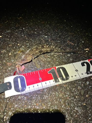 アブラコの釣果