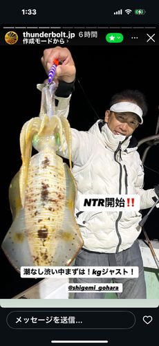 アオリイカの釣果