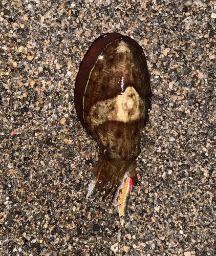 コウイカの釣果