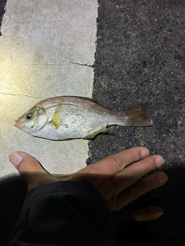 阿賀マリノポリス