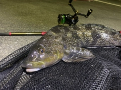 アイナメの釣果