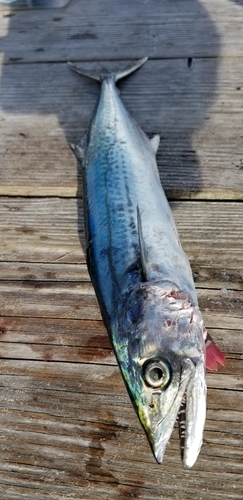 サゴシの釣果