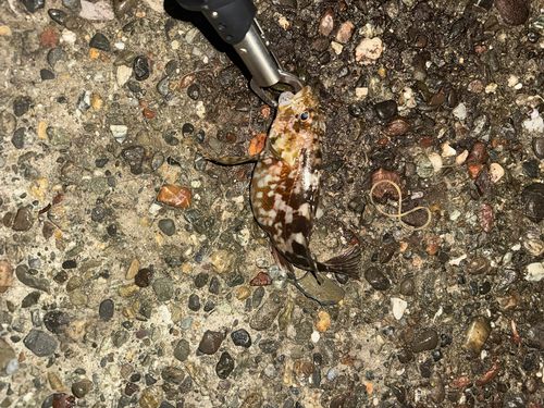 忠岡木材コンビナート