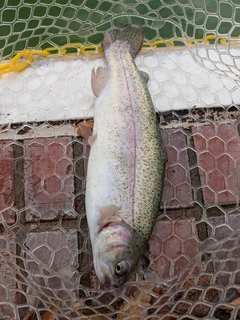 ニジマスの釣果