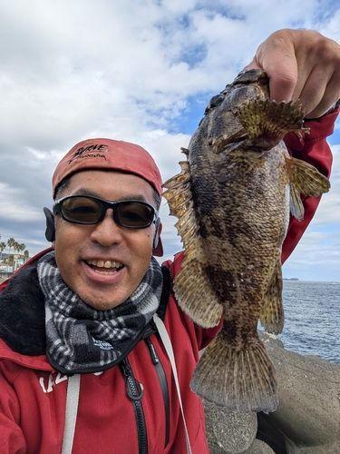 ムラソイの釣果