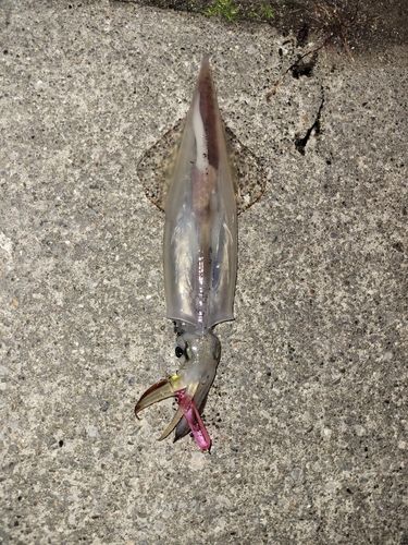 ヤリイカの釣果