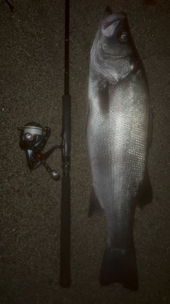 ヒラスズキの釣果