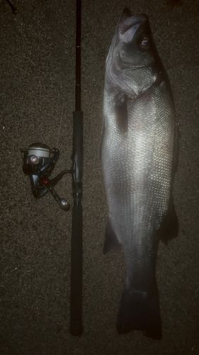 ヒラスズキの釣果