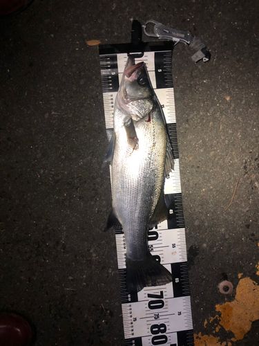 ヒラスズキの釣果