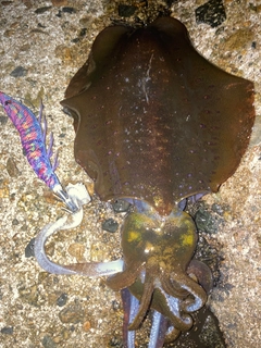 アオリイカの釣果