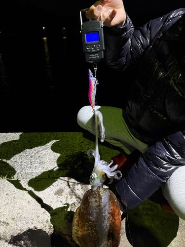 アオリイカの釣果