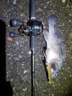 クロソイの釣果