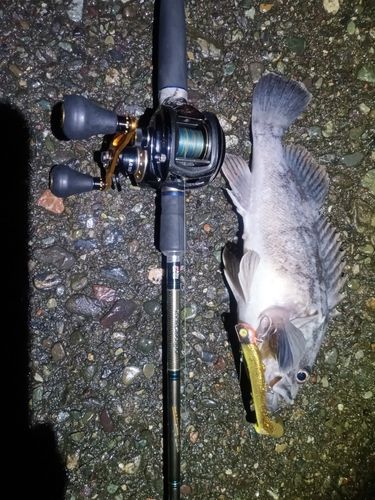 クロソイの釣果