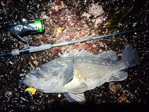 クロソイの釣果