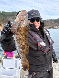 アイナメの釣果