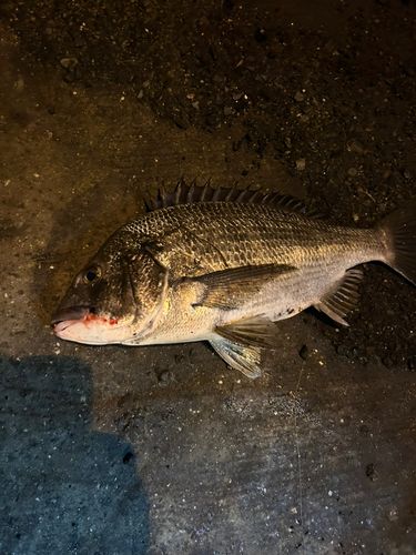 チヌの釣果