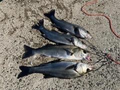 シーバスの釣果