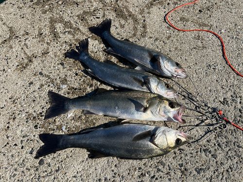 シーバスの釣果