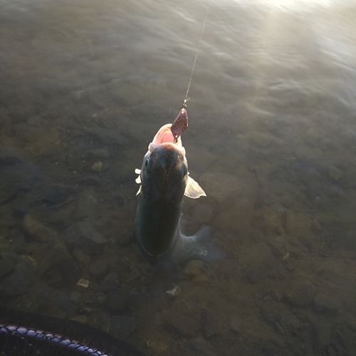 ニジマスの釣果