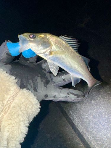 セイゴ（マルスズキ）の釣果