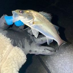 セイゴ（マルスズキ）