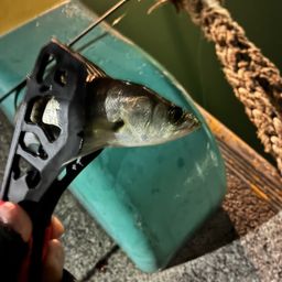 セイゴ（マルスズキ）