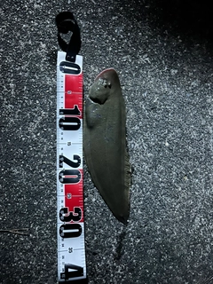 シタビラメの釣果