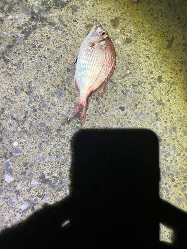 チャリコの釣果