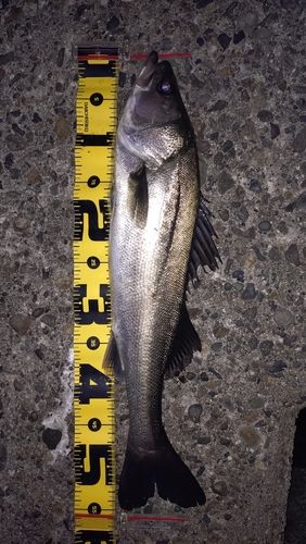 フッコ（マルスズキ）の釣果