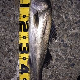 フッコ（マルスズキ）