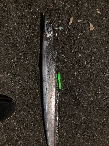 タチウオの釣果