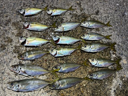 アジの釣果