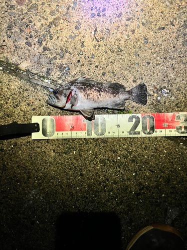 クロソイの釣果