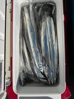 タチウオの釣果