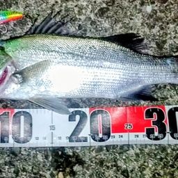 セイゴ（ヒラスズキ）