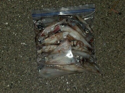 ヤリイカの釣果
