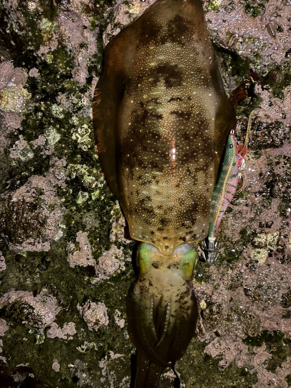 DAIWA 21エメラルダス ストイスト RT 76MMHの最安値・インプレ・釣果