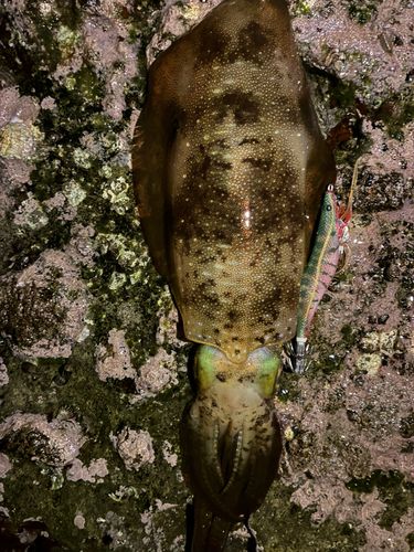 アオリイカの釣果