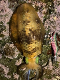 アオリイカの釣果