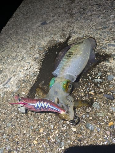 アオリイカの釣果