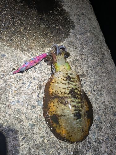 アオリイカの釣果