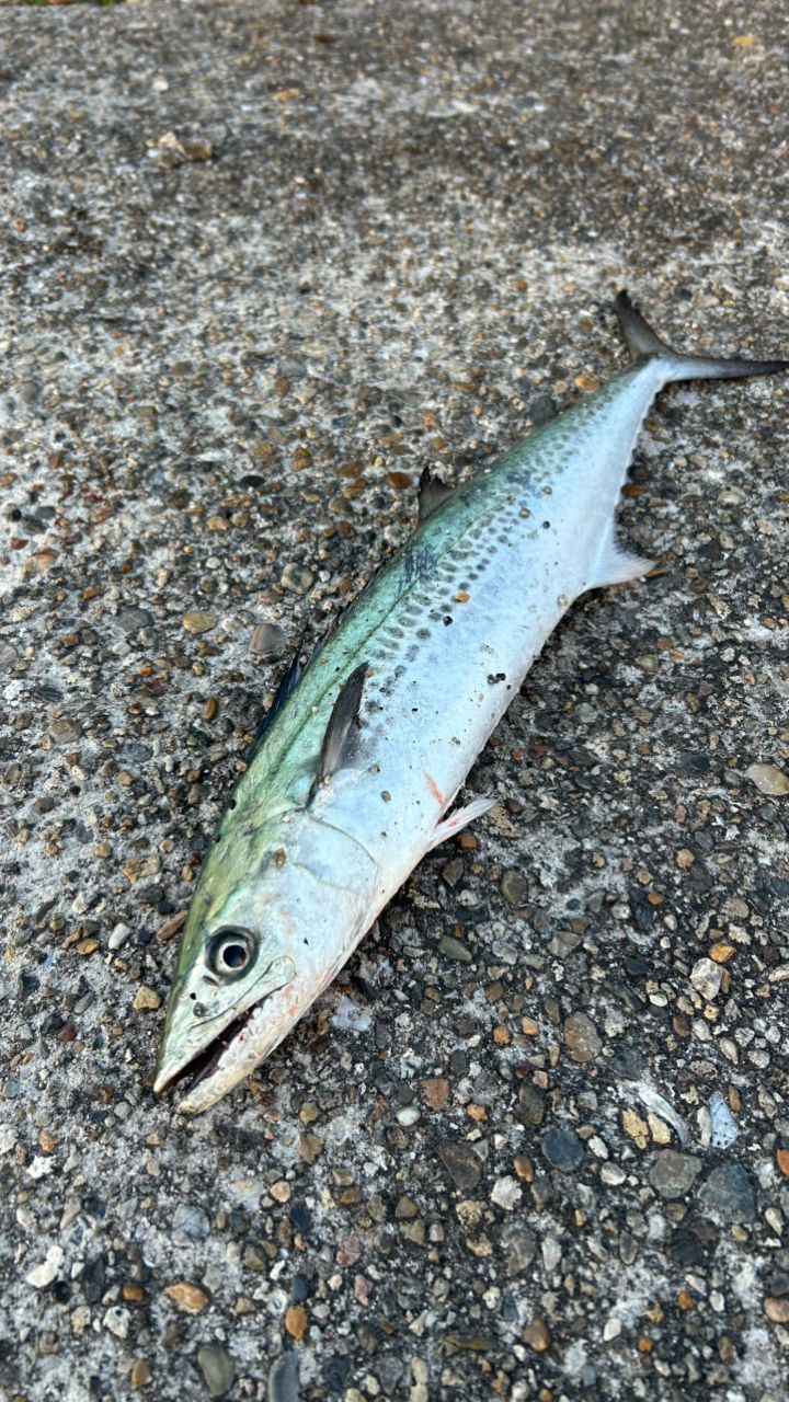 DAIWA 22ショアジギング X 100MHの最安値・インプレ・釣果 | 本音の