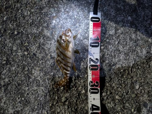 タカノハダイの釣果