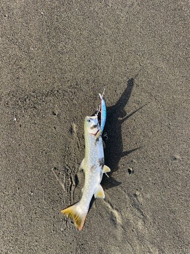 アメマスの釣果