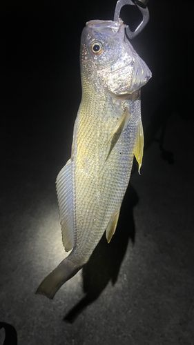 イシモチの釣果