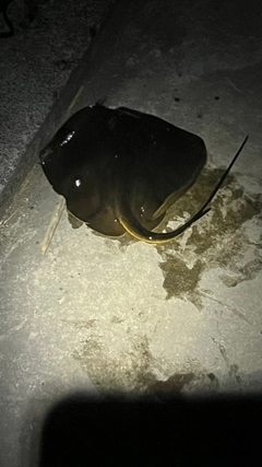 アカエイの釣果