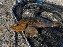 アイナメの釣果