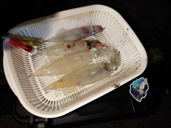 イカの釣果