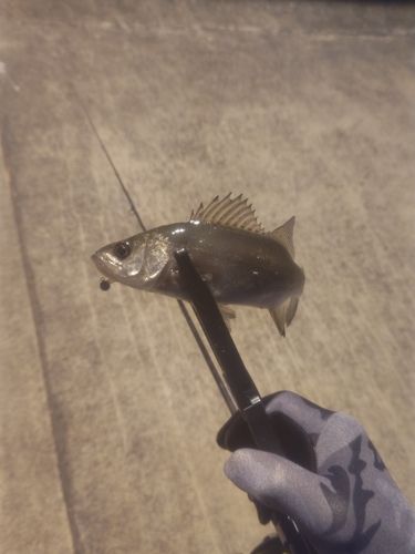 セイゴ（マルスズキ）の釣果