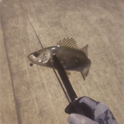 セイゴ（マルスズキ）